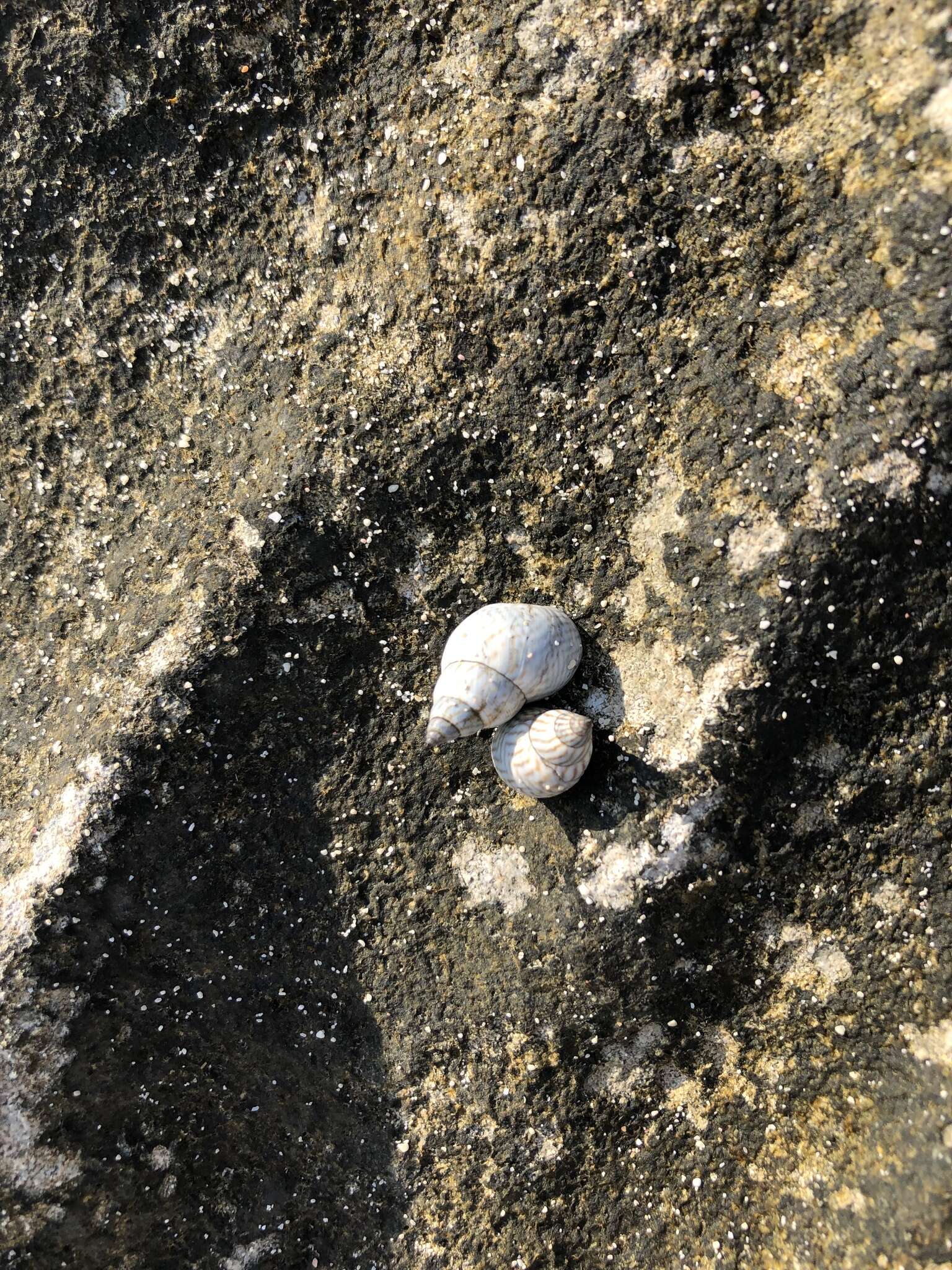 Image of zebra periwinkle