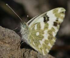 Image of Bath White