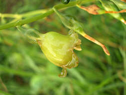 Image of Chelonanthus alatus Standl.