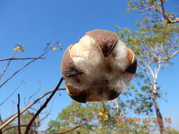 Imagem de Cochlospermum fraseri Planch.