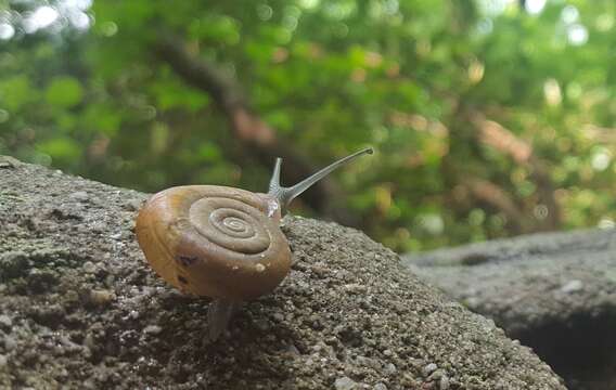 Image of Triodopsis platysayoides