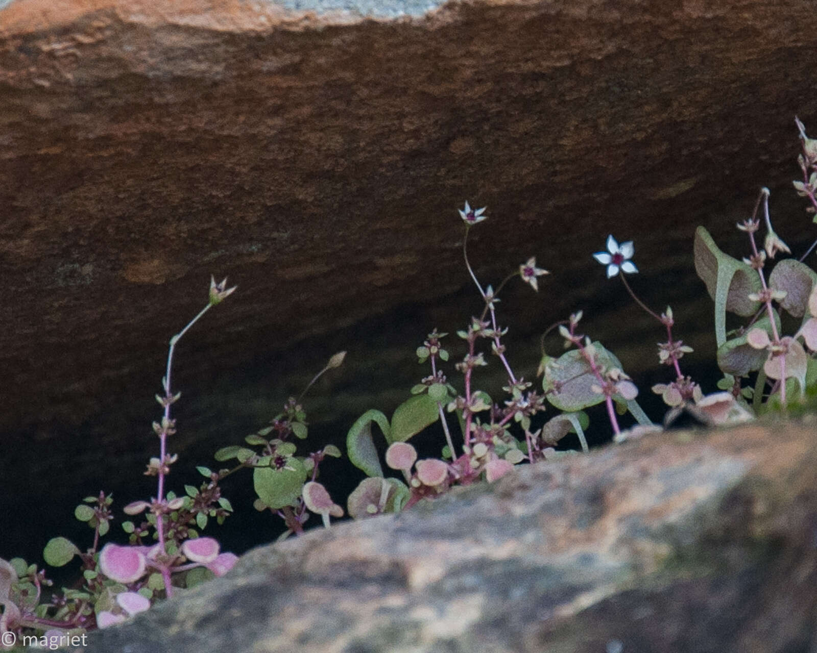 Image of Crassula dentata Thunb.