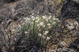 Erigeron parishii A. Gray resmi