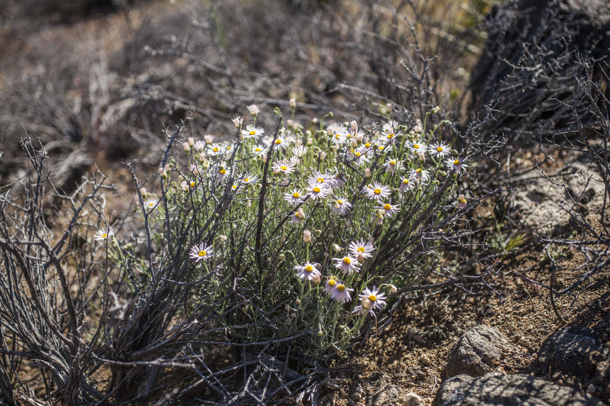 Erigeron parishii A. Gray resmi