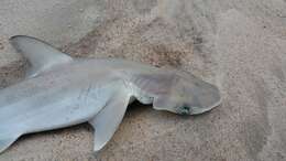 Image of Bonnethead Shark