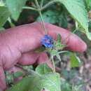 Image of Strobilanthes pavala (Roxb.) J. R. I. Wood