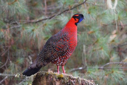 Image of Crimson Horned-pheasant