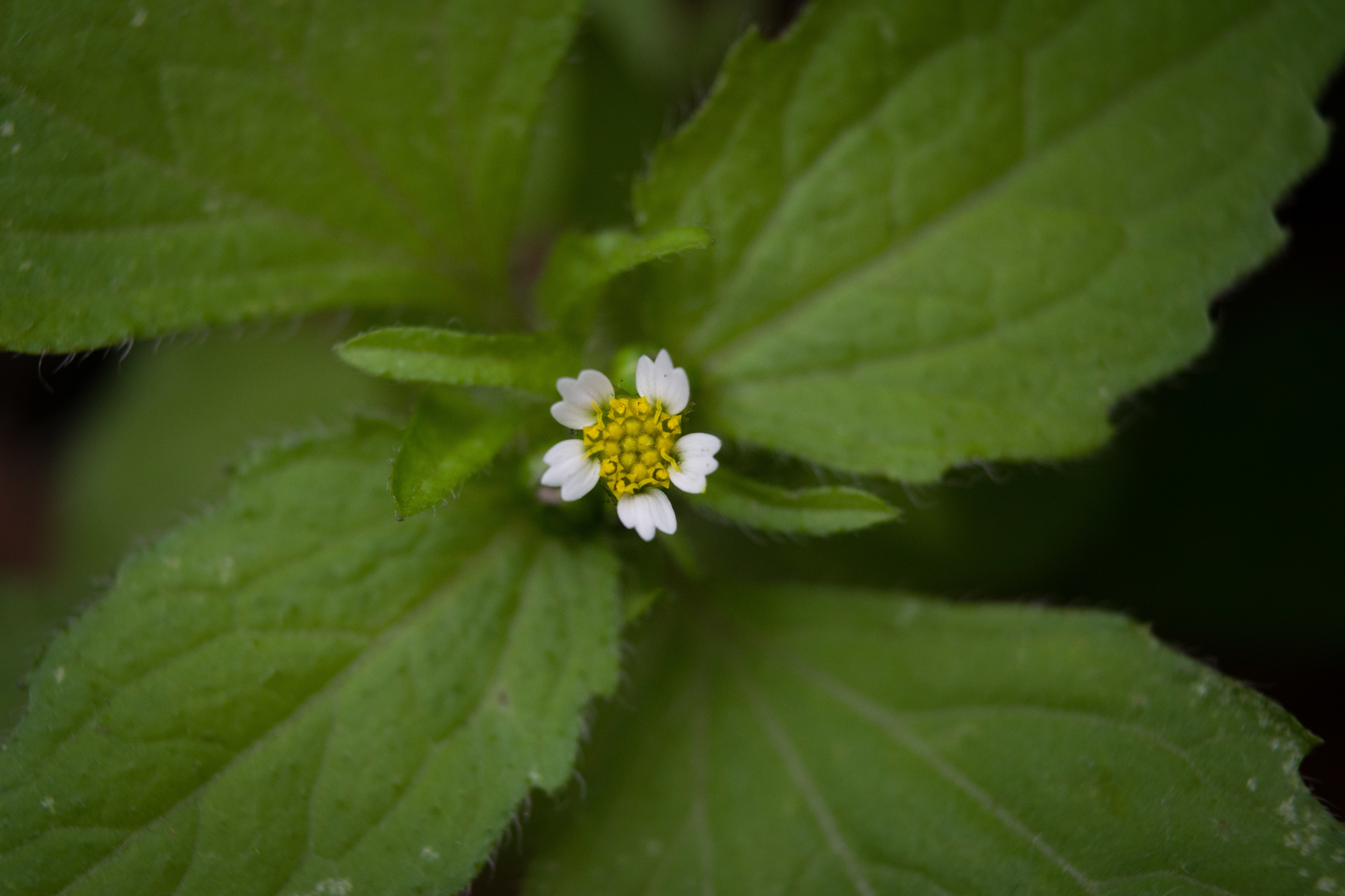 Galinsoga quadriradiata (rights holder: Kevin Faccenda)