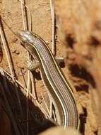 Image of Yellow-throated Plated Lizard