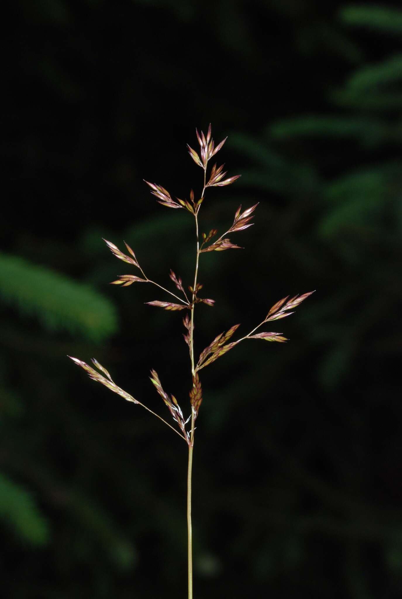 Image of creeping bentgrass