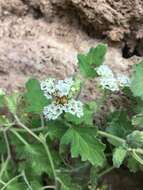 Phacelia rupestris Greene的圖片