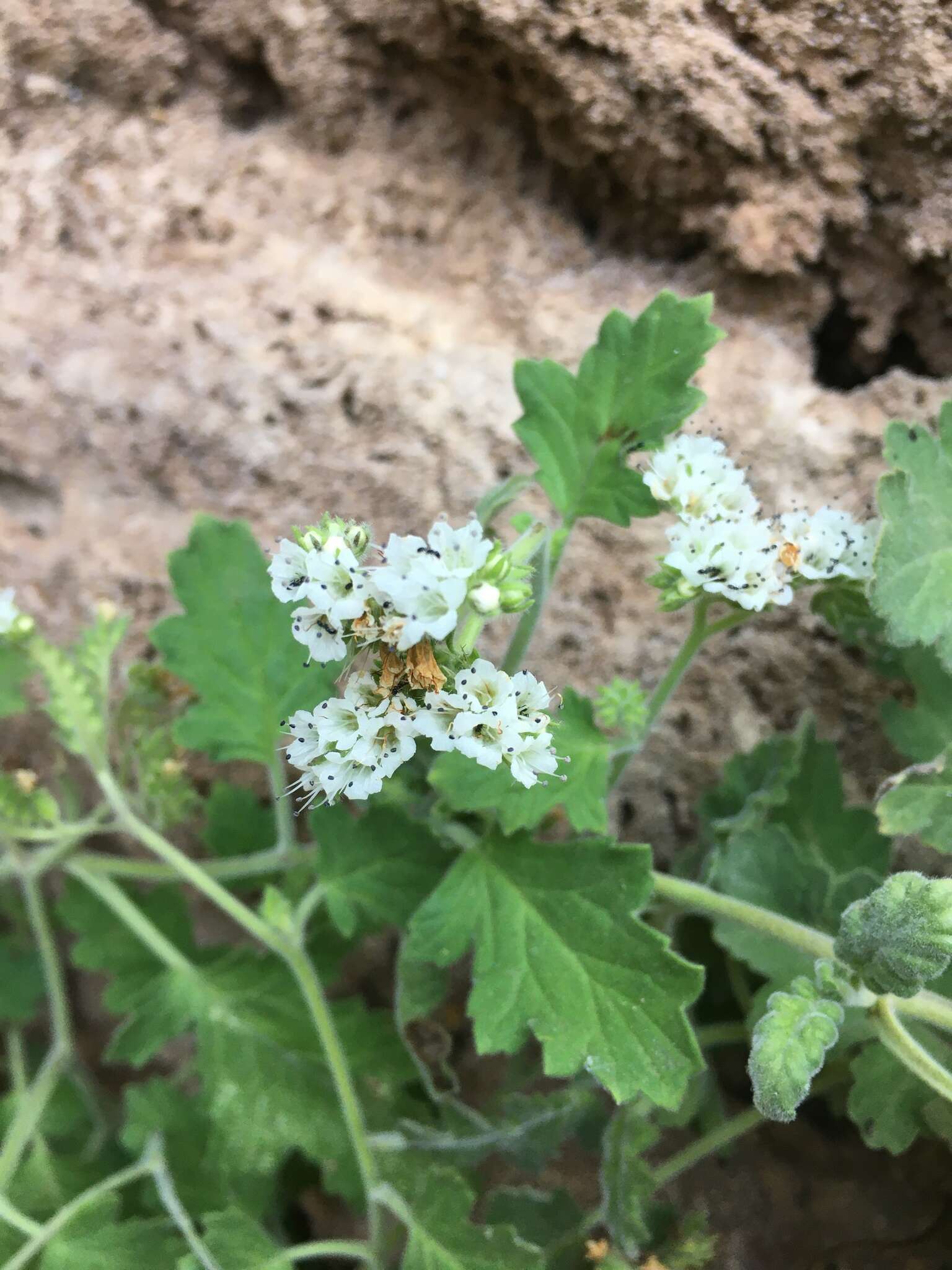 Image of rock phacelia