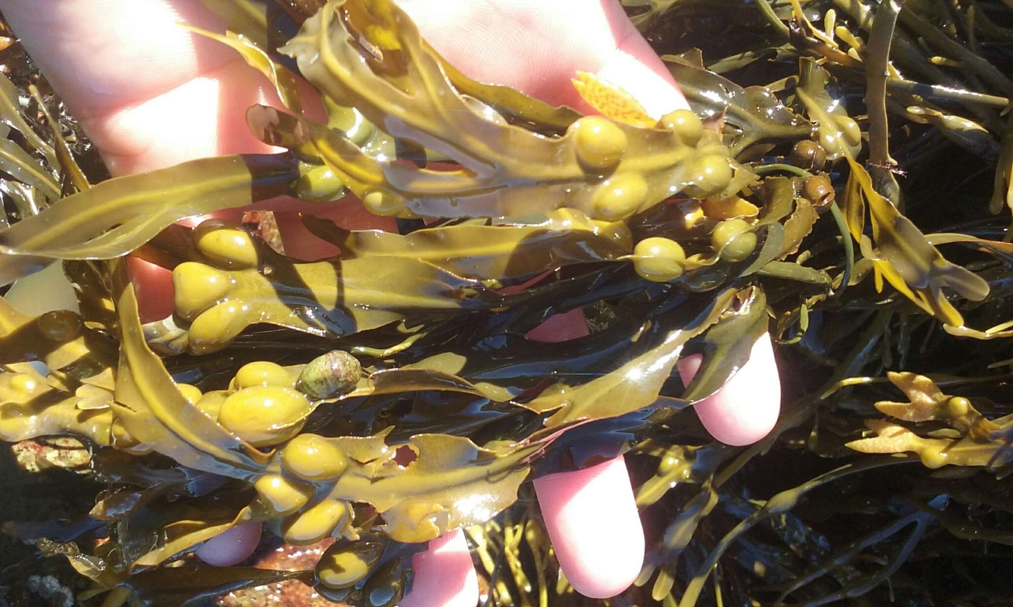 Image of Bladder Wrack