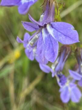 Sivun Lobelia apalachicolensis D. D. Spauld., Barger & H. E. Horne kuva