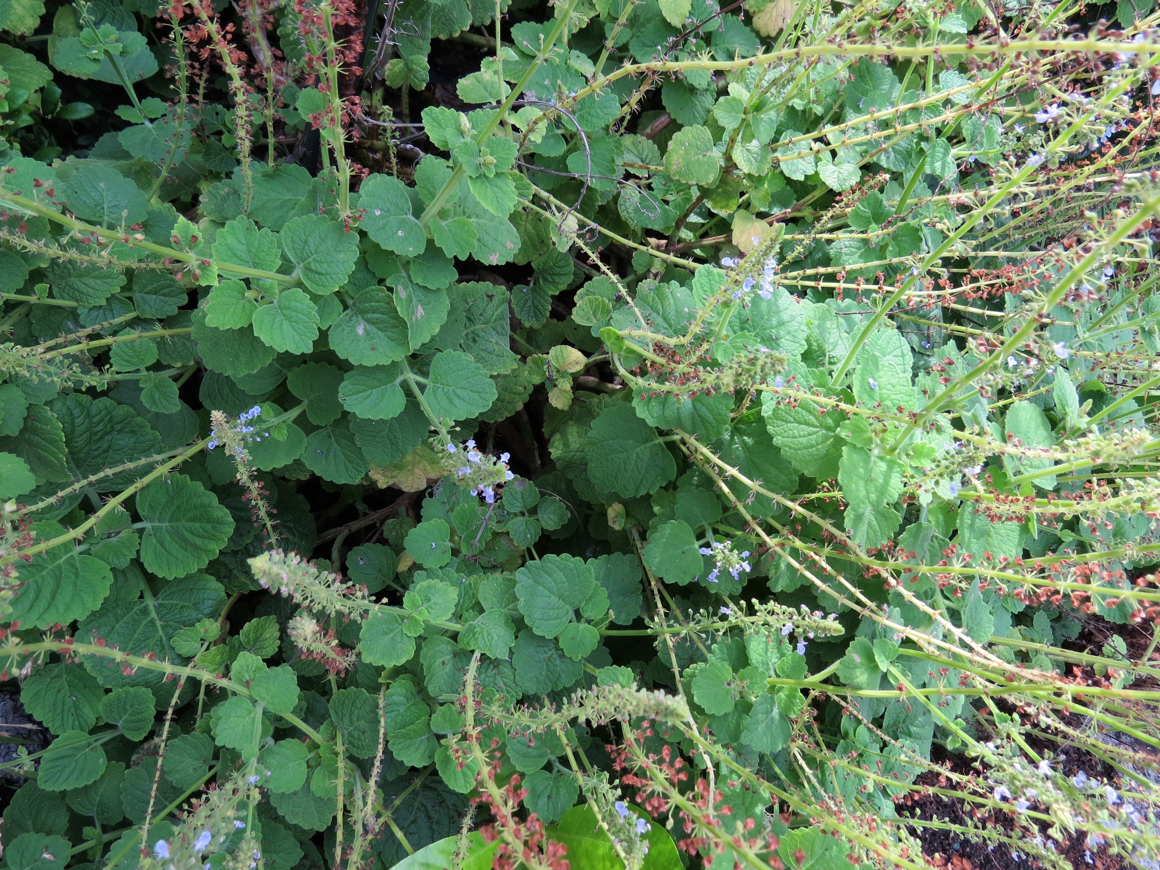 Little Spurflower Encyclopedia Of Life