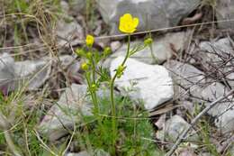 Image of Ranunculus millefoliatus Vahl