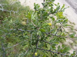 Imagem de Prunus minutiflora Engelm.