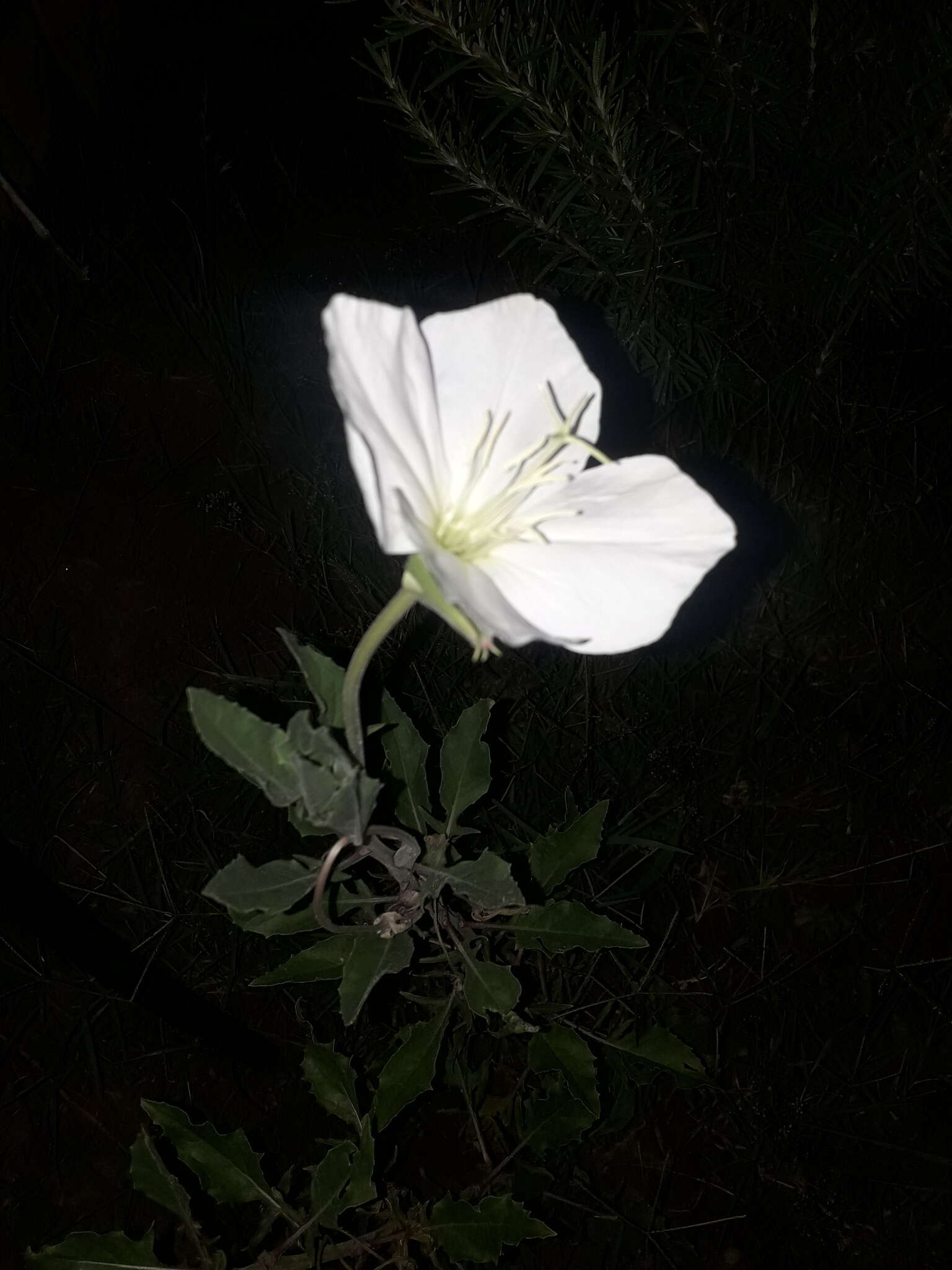 Sivun <i>Oenothera centaurifolia</i> kuva