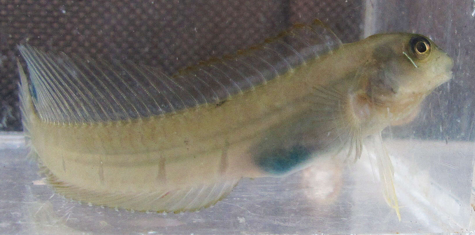 Image of Fang-toothed blenny