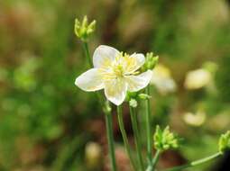 Imagem de Thalictrum tuberosum L.