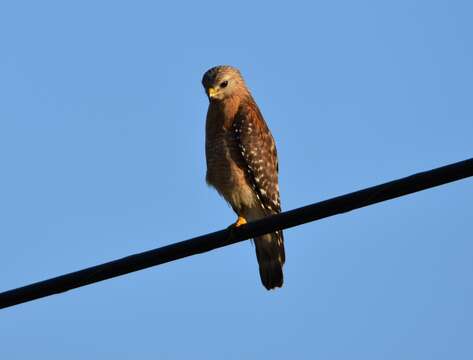 Image of Buteo lineatus alleni Ridgway 1885