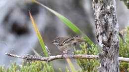 Image of Spotted Scrubwren