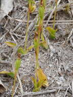 Image of Aporostylis bifolia (Hook. fil.) Rupp & Hatch