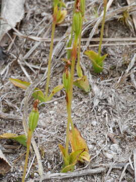 Imagem de Aporostylis bifolia (Hook. fil.) Rupp & Hatch