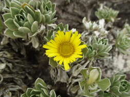 Imagem de Asteriscus sericeus (L. fil.) DC.