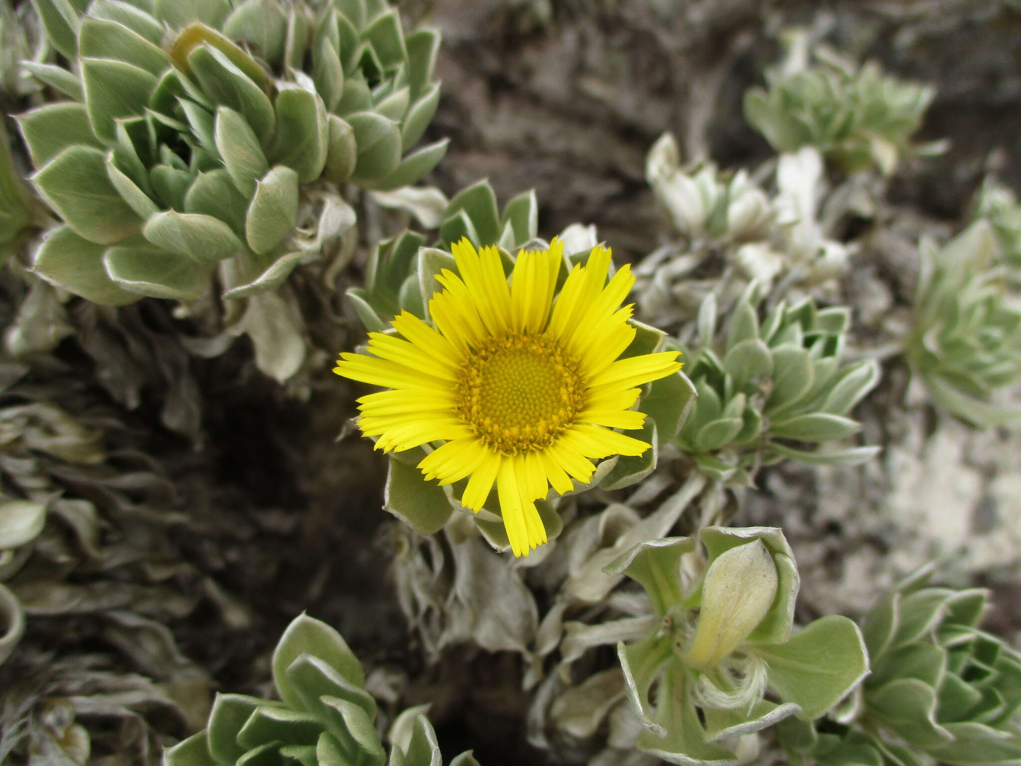 Image of Asteriscus sericeus (L. fil.) DC.