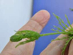 Image of Baltic Stonewort