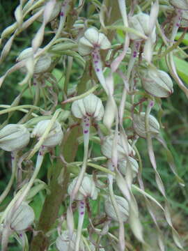 Image of Lizard orchid