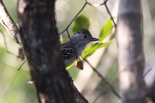 Image of Planalto Slaty Antshrike