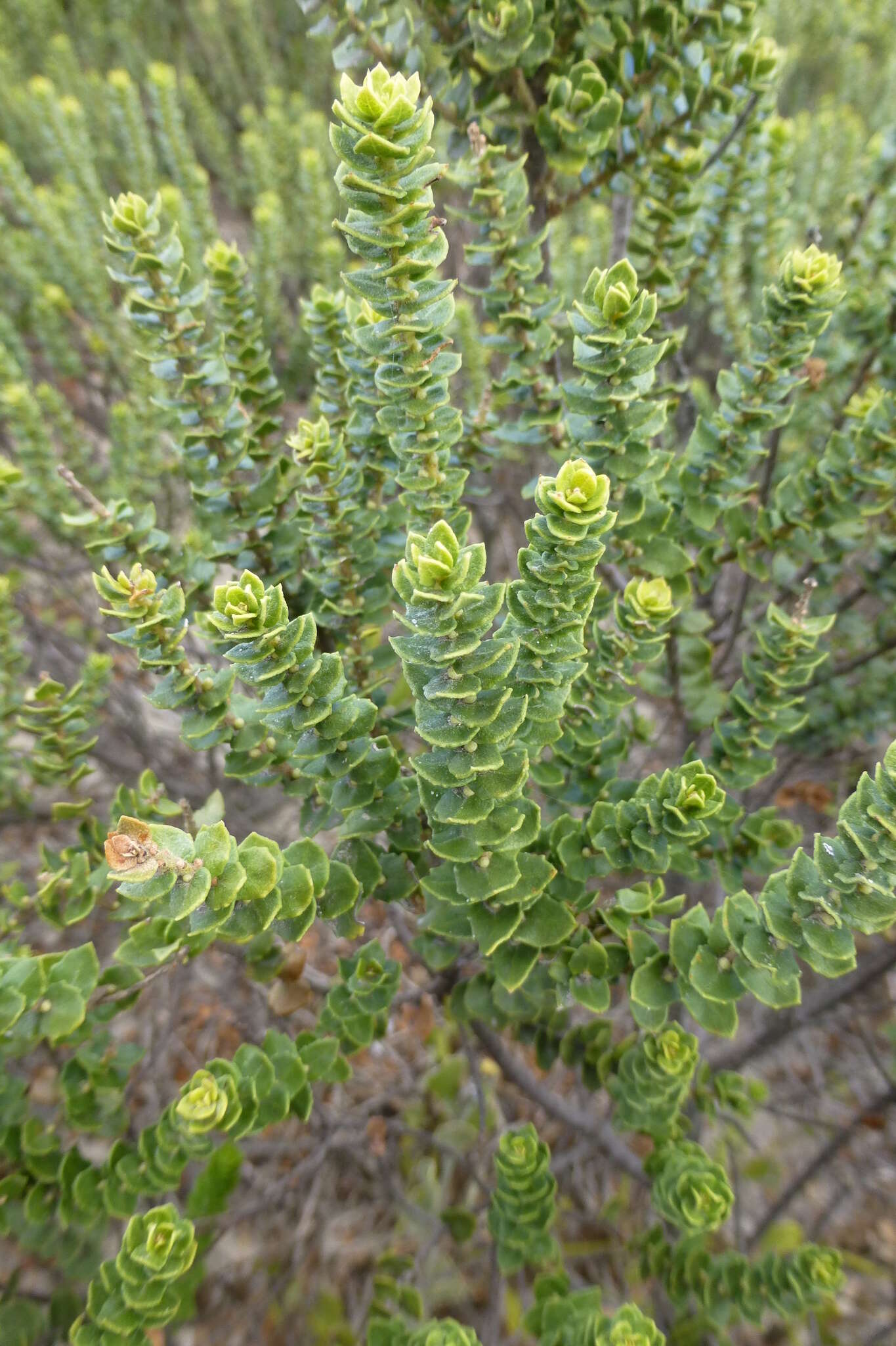 Morella cordifolia (L.) D. J. B. Killick resmi