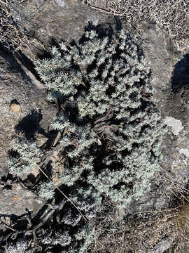 Image of Helichrysum galpinii N. E. Brown