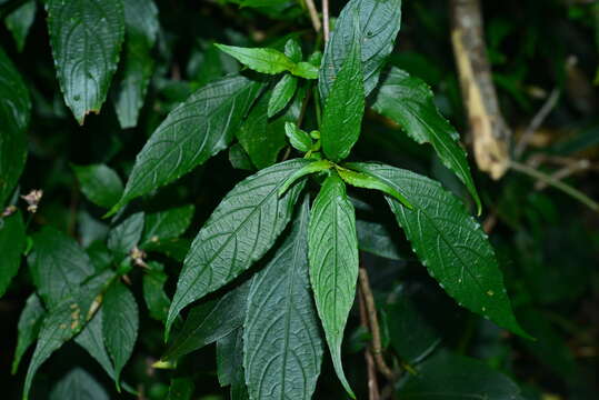 <i>Strobilanthes pentastemonoides</i> (Nees) T. Anderson resmi