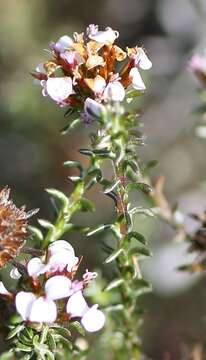 Image of Disparago ericoides (Berg.) Gaertn.