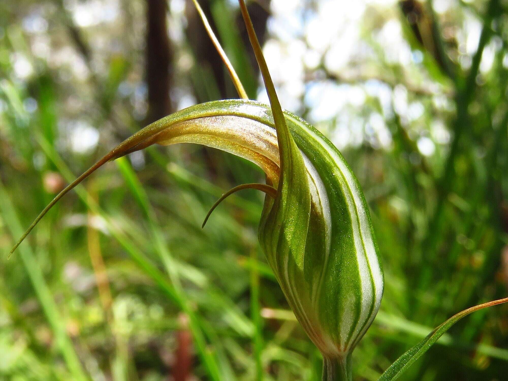 Image of Dainty greenhood