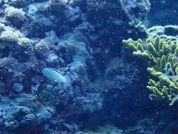 Image of Disco Blenny