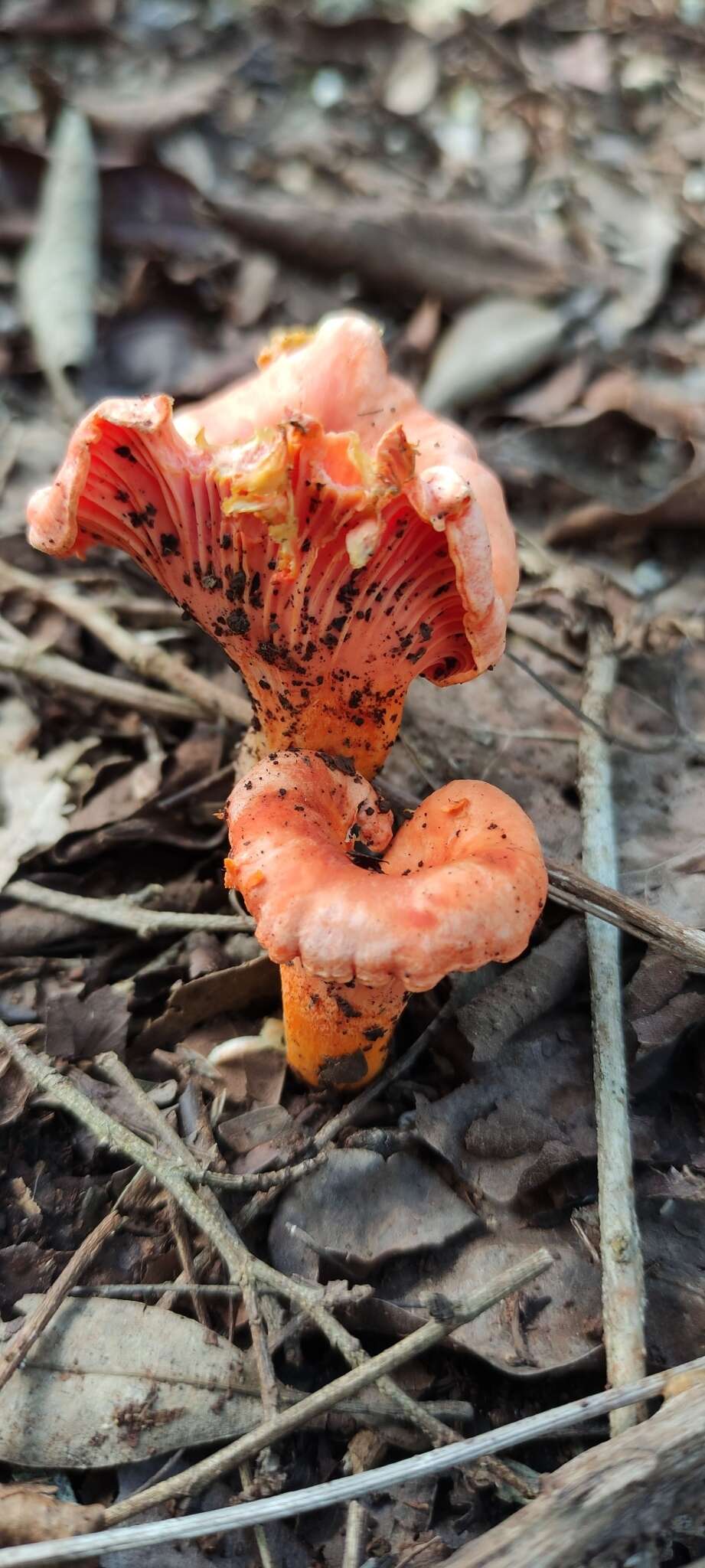 Image de Cantharellus coccolobae Buyck, P. A. Moreau & Courtec. 2016