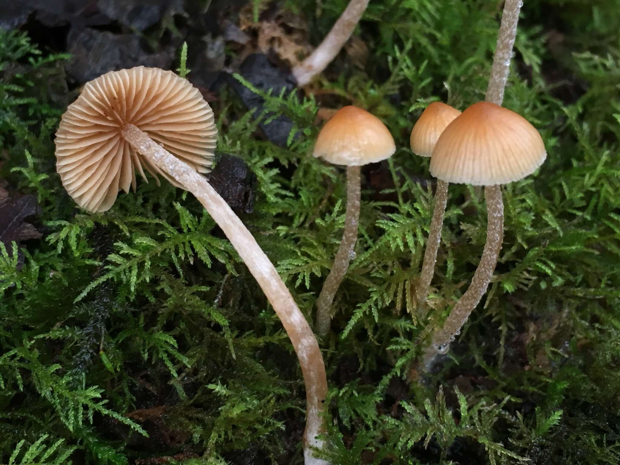 Image of Galerina semilanceata (Peck) A. H. Sm. & Singer 1964