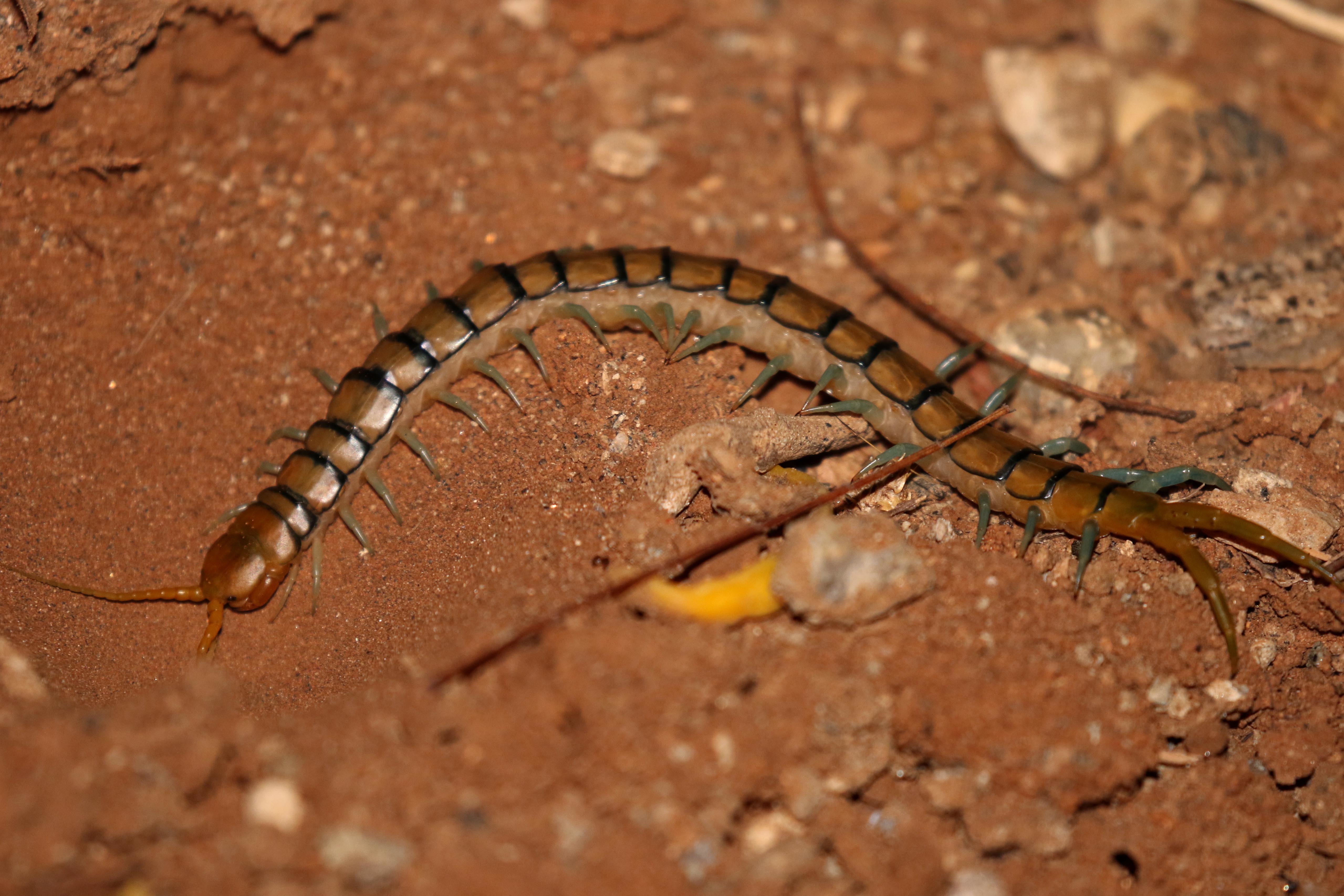 Image of red-headed centipede