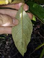 Image of Solanum subumbellatum Vell.