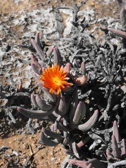 Image of Astridia longifolia (L. Bol.) L. Bol.