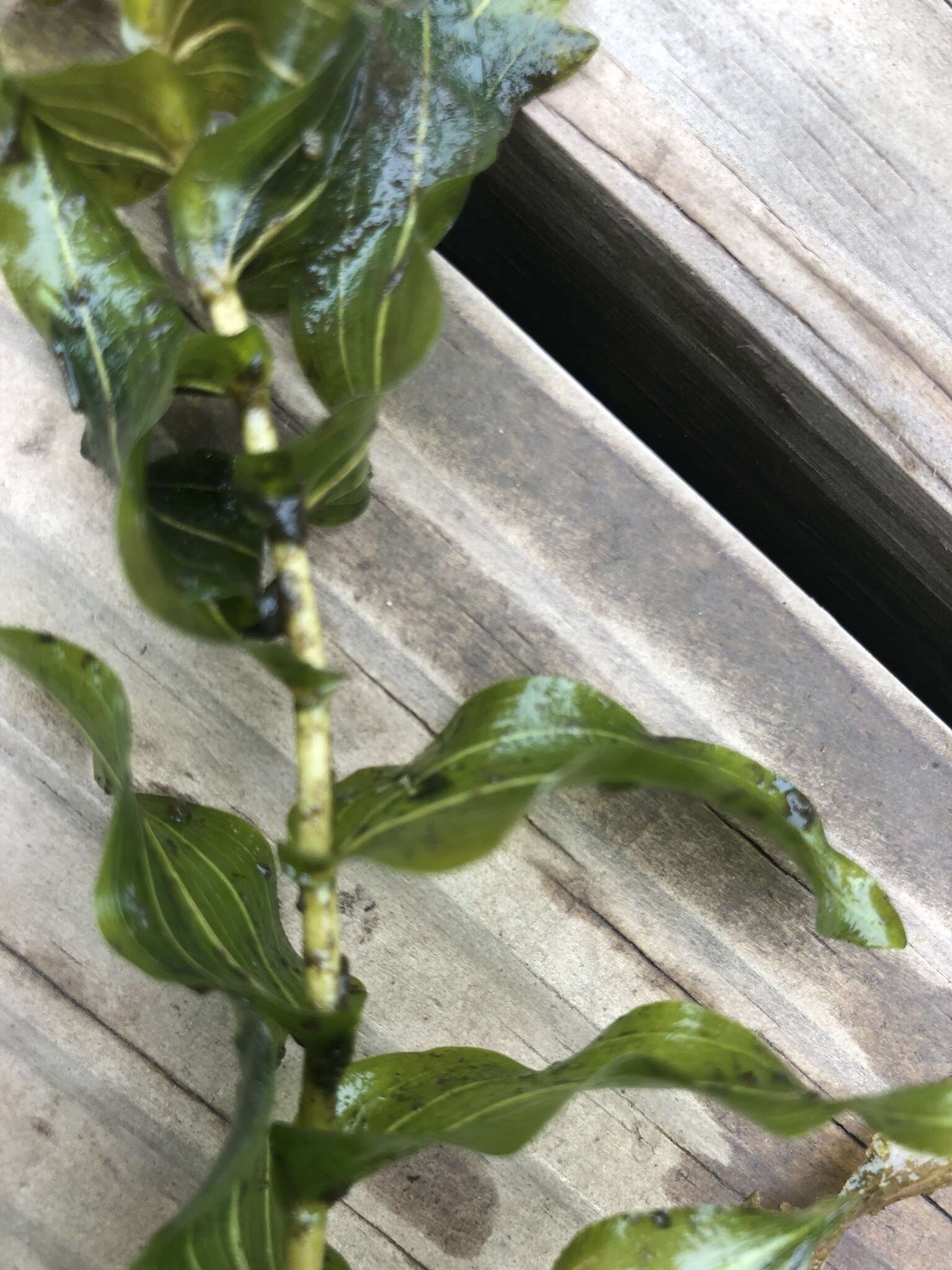 Image of Richardson's pondweed