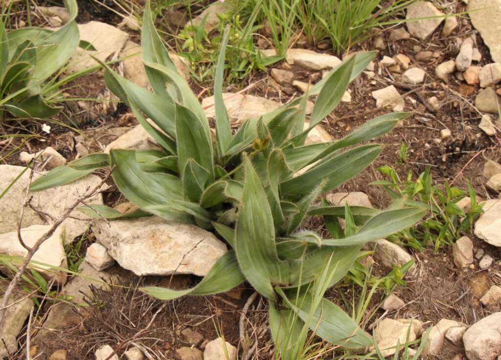 Image of Hypoxis costata Baker