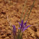 Image of Babiana rigidifolia Goldblatt & J. C. Manning