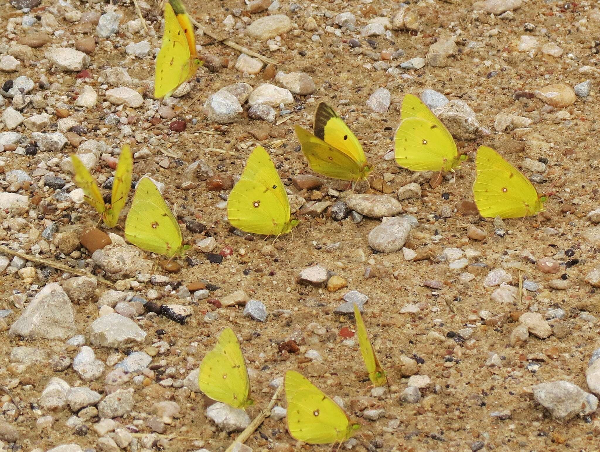 Image of Orange Sulphur