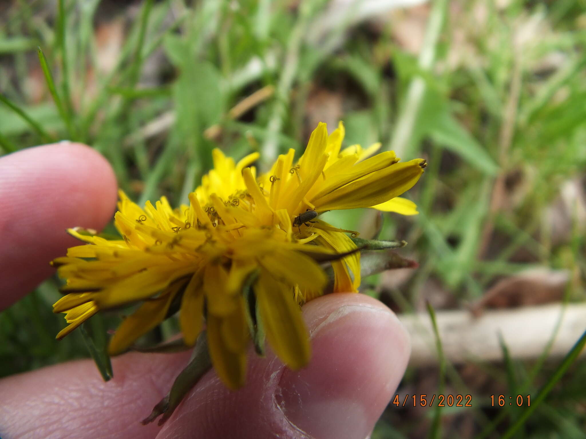 Image of Clover Seed Weevil