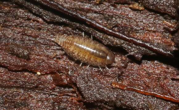 Image of Pillbug